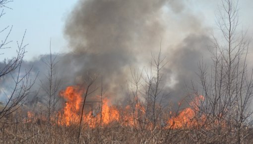 В Даугавпилсском крае начинают жечь старник