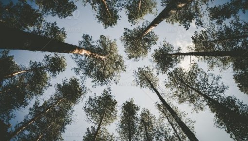 Есть свой лес – участвуй в конкурсе