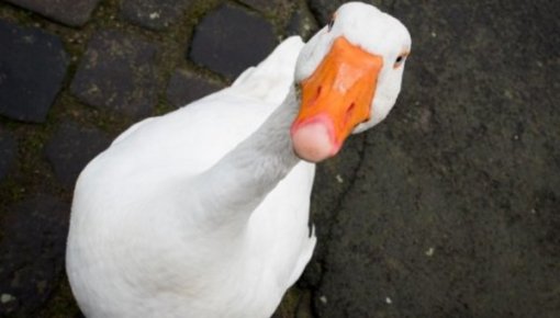 ������������ 68 ������� ����-���������� �������� ��������