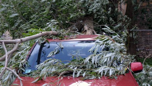 ГПСС получила более 100 вызовов из-за сломанных деревьев
