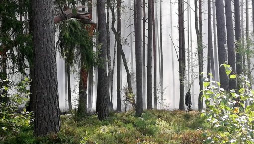 В Латвии отменен период пожарной опасности в лесах