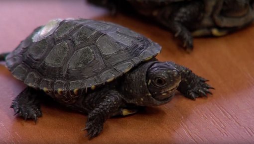 ����������� ������ � ��������� ��� (�����)