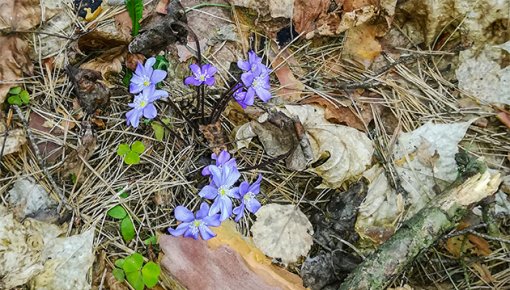 Успейте полюбоваться пролесками