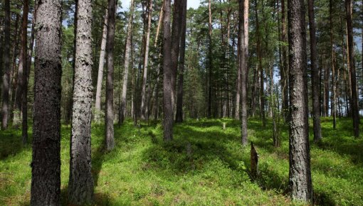 ГСЛ: леса занимают 52 % сухопутной территории Латвии