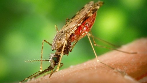 Малярия: 200 миллионов новых случаев ежегодно