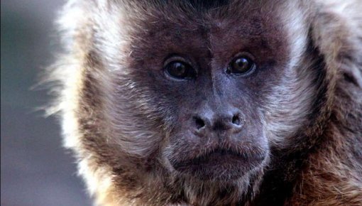 В Европе распространяется обезьянья оспа. Что это за заболевание и чем опасно?