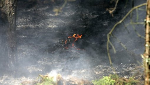 С начала года в стране зарегистрировано уже 193 лесных пожара