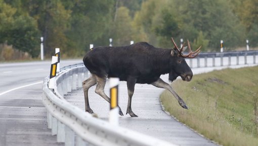 Службы просят сообщать о столкновении с лесным животным на дороге