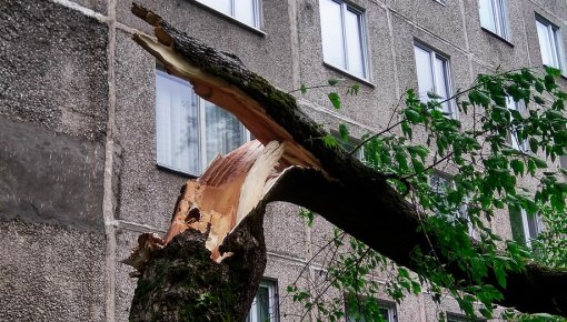 В пятницу ГПСС получила 33 вызова на ликвидацию последствий сильного ветра