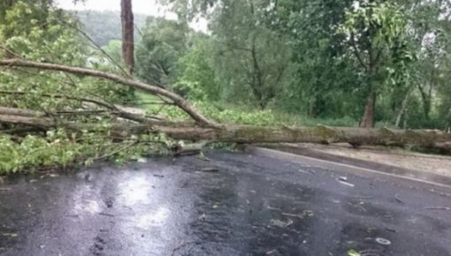 Можно ли в городском лесу взять поваленное ветром дерево?