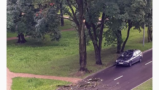 Фотофакт: на пешехода чуть не рухнула ветка в парке Айзпилсетас
