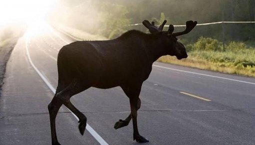 Водителей призывают к осторожности: на дорогах много диких зверей