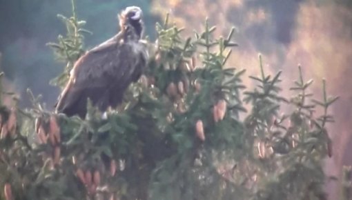 В Латвии замечена очень редкая для наших широт птица