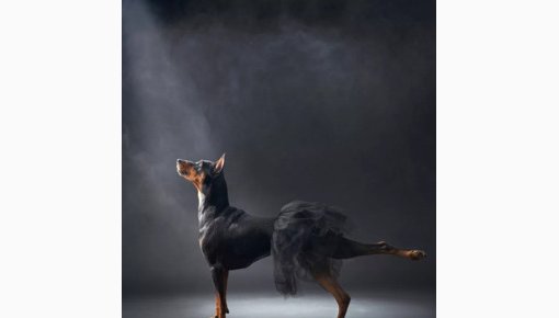 --:    Dog Photography Awards 2023