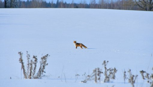 Морозы до -20 градусов и сугробы - какой будет зима в Латвии?