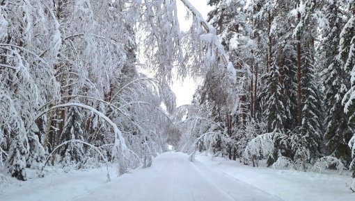Вчера в Латгалии сгорели два автомобиля, а на дороги упало множество деревьев