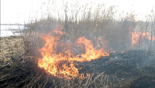 Латгальские пожарные в прошлом году 147 раз тушили старник