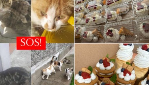 Уличные котики сидят на геркулесе. Волонтеры меняют пирожные на кошачий корм