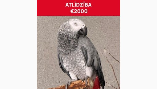 За возвращение блудного попугая назначена награда в 2000 евро
