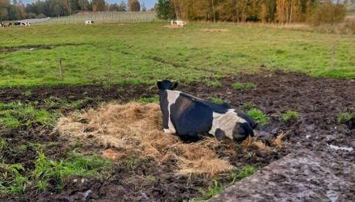 Спасатели под Бауской 4 часа вытаскивали застрявшую в грязи корову