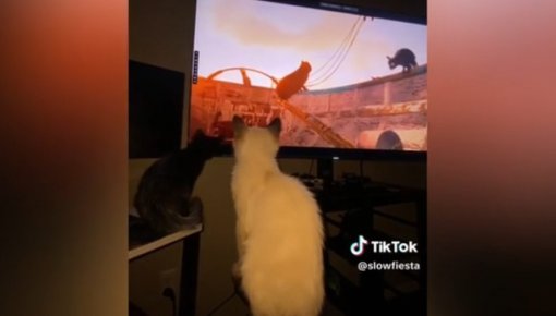 Латвийский «Поток» покорил и кошачьи сердца! Питомцы не могут оторваться от экрана (+ВИДЕО)