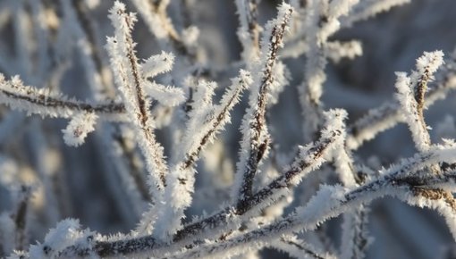 В конце января в Латвии ожидается мороз до -15 градусов