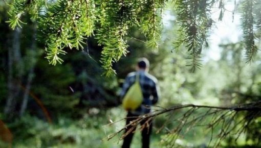 Как выйти из леса, если заблудились? Советы от Колледжа погранохраны