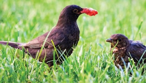 Как спасти урожай клубники от птиц? Рабочие лайфхаки без лишних затрат