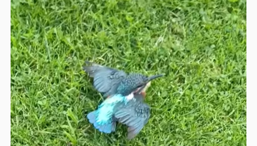 Сегодня из Даугавпилса в Ригу уехали лечиться два раненых птенца. Один из них — символ Фонда природы