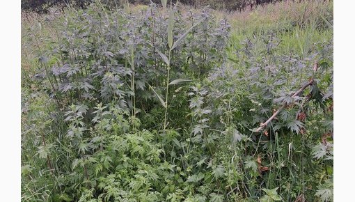 Возле озера Губище — заросли конопли с признаками сбора урожая