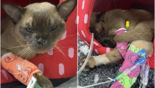 ��� ����� � ���������� ������ � ����� ����� �������� ����� ������