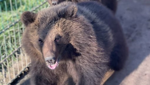 ������� RAPTORS PARK ���������� ����� ���������� ����� ��������