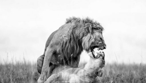  Monovisions Photography Awards 2025:    