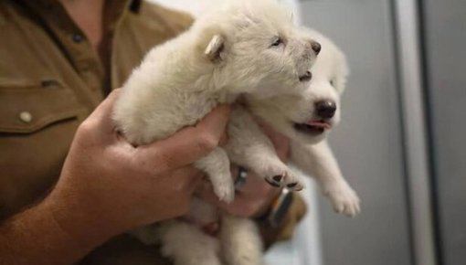 ��� ������� �������� ���������, ������������ ����� ��� �����