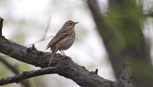 ��������� �������� �����������: � ������ ������������� �����, ������� ������ � ������ �� ����