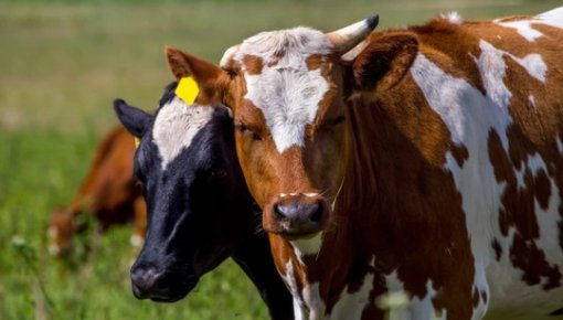 � �����, �� ��� �����: ������� ������ ������ �� �����������