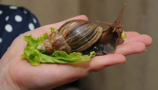 ��� ������ ������-������� � ������ �� ������ ������� ����