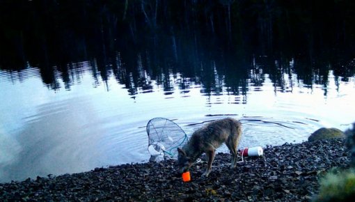 ���������� ����������: ����� ���� ������ ���������� ����