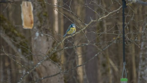 �� ���� ������ ������ ��� 56 ������������� ��������. ������� ������ ����� � �����������