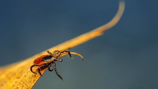 Ҹ���� ������� ����� ��������� ����������� ������� � ������ � ��������� ����