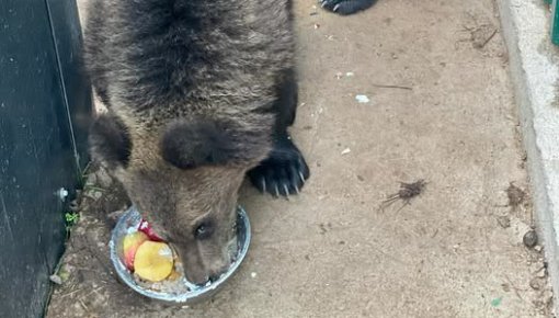 Raptors Park ������ �������� � ������� �������� �������� �� ��������