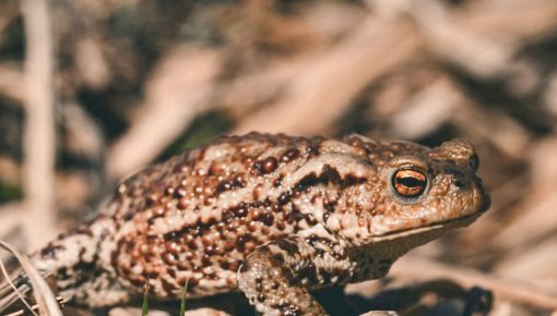 �������� 2026 ���� � ������ � ���� ������������