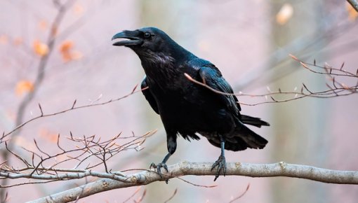 �� �������, �� ���������� ���� � ������������������