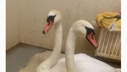 �� �� ������� �� �� �����: �������� Drauga Spārns ������ ������� � ������ � ������