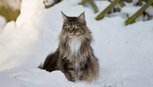 ����� �������� �������� ��������: ���������� ��������� ������������ �� �� ������������