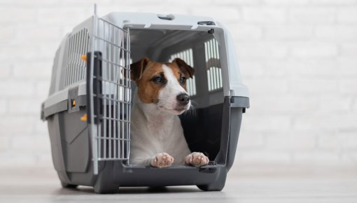 ���������� �������� ���������: ������ ������ �� ������������� ����������� ���������� ��������