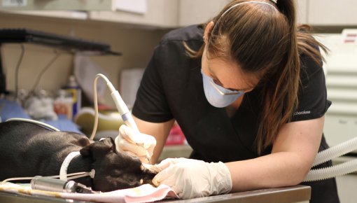 �-�-�, ��� � ��� �� ��������: � ������ �������� ������ ����������������� ����� ��� ����� � �����