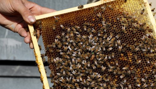 �������� ���� ����� ���������� �������� ������� ����