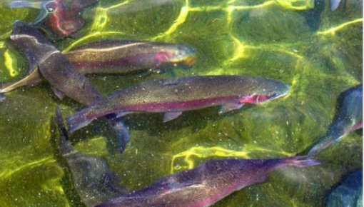 ������, ��� � �����? � ������� ������ ������� ��������� �����