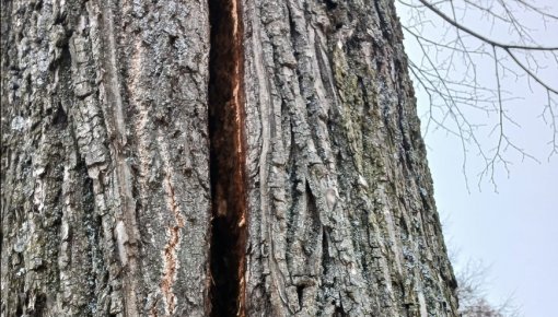 ������ ����� �������� ����������� �� ��������: ������� ������ �������� � ��������